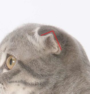 scottish fold (3).jpg